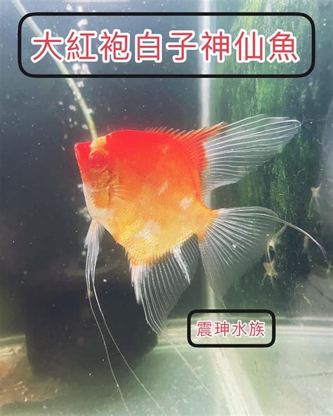 震坤水族|震珅水族商行觀賞魚